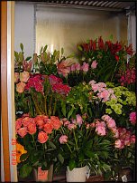 www.floristic.ru - .       - ?