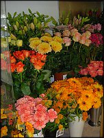 www.floristic.ru - .       - ?