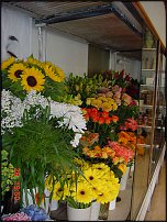 www.floristic.ru - .       - ?