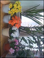 www.floristic.ru - Флористика. Вопросы по уходу за комнатными растениями