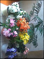 www.floristic.ru - Флористика. Вопросы по уходу за комнатными растениями