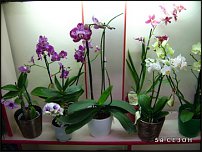 www.floristic.ru - .       - ?