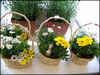 www.floristic.ru - .       - ?