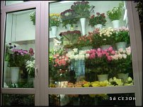 www.floristic.ru - .       - ?