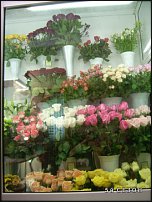 www.floristic.ru - .       - ?