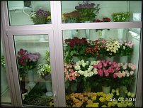 www.floristic.ru - .       - ?