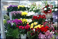 www.floristic.ru - .       - ?