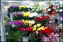 www.floristic.ru - .       - ?