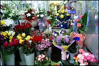 www.floristic.ru - .       - ?