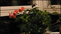 www.floristic.ru - .   