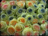 www.floristic.ru - .       - ?