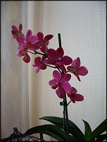 www.floristic.ru - .  ....     !