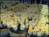 www.floristic.ru - .   - !     .