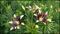 www.floristic.ru - .   