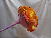 www.floristic.ru - . -  - 2011 - 