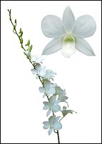 www.floristic.ru - . !!!!!