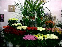 www.floristic.ru - .       - ?