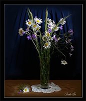 www.floristic.ru - Флористика. Маленькие солнышки - РОМАШКИ