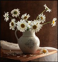 www.floristic.ru - Флористика. Маленькие солнышки - РОМАШКИ