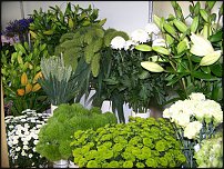 www.floristic.ru - .       - ?