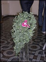 www.floristic.ru - .      