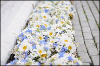 www.floristic.ru - .  .