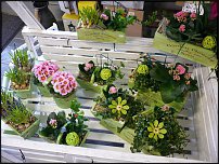 www.floristic.ru - .       - ?