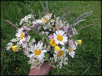 www.floristic.ru - .  .