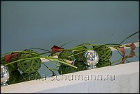 www.floristic.ru - .     ., .  .