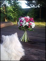 www.floristic.ru - .  