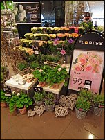 www.floristic.ru - .       - ?