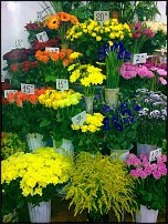 www.floristic.ru - .       - ?