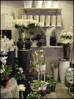 www.floristic.ru - .       - ?