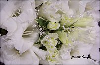 www.floristic.ru - .  .