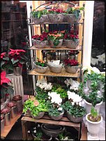 www.floristic.ru - Флористика. Экспонировать витрину и товар в ЦВЕТОЧНОМ магазине-это как?
