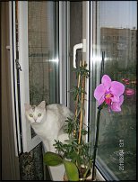 www.floristic.ru - .  ....     !