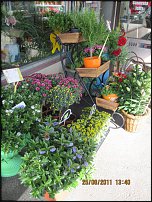 www.floristic.ru - Флористика. Экспонировать витрину и товар в ЦВЕТОЧНОМ магазине-это как?