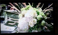 www.floristic.ru - . 17-     2011 .