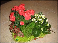 www.floristic.ru - .   1 