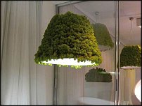 www.floristic.ru - Флористика. Стабилизированные или консервированные растения - аналог искусственных цветов!