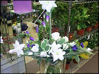 www.floristic.ru - .  