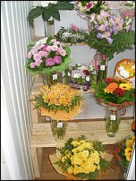 www.floristic.ru - .       - ?