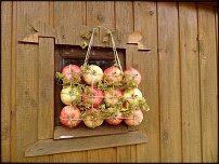 www.floristic.ru - .  !!