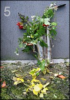 www.floristic.ru - Флористика. Сентябрь - 2011