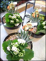 www.floristic.ru - .       - ?