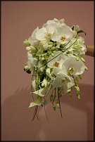 www.floristic.ru - .  .