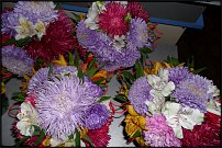 www.floristic.ru - .  .