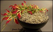 www.floristic.ru - .  