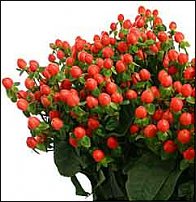 www.floristic.ru - . ,    ))