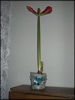 www.floristic.ru - Флористика. Оформление горшечных растений.